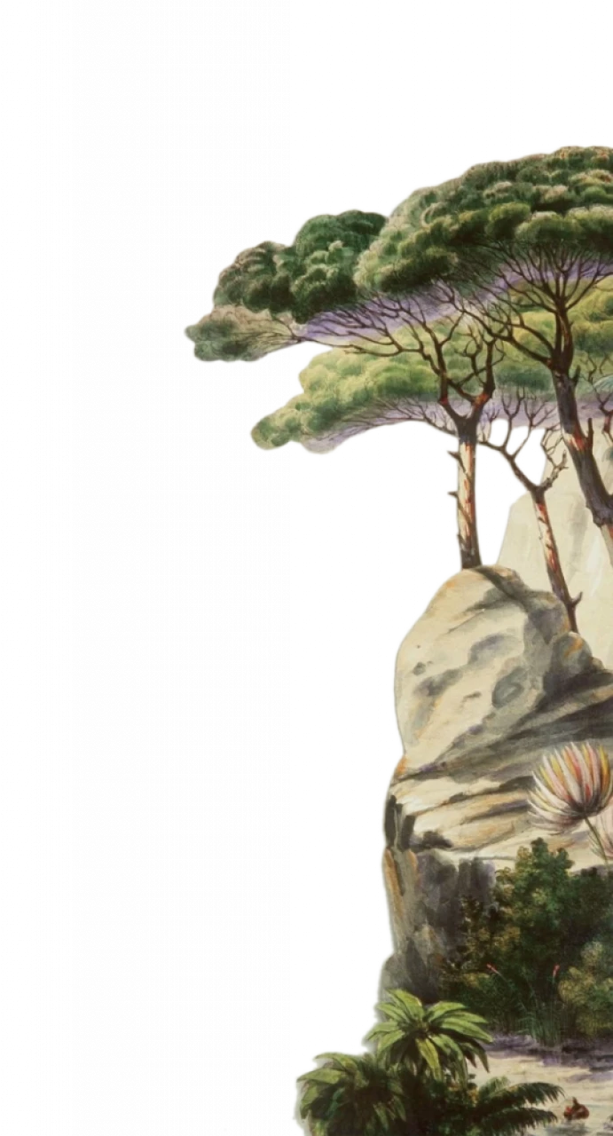 flamingo.webp